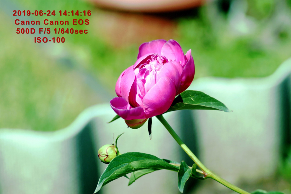 Снимок сделан с фокусным расстоянием 130 мм, диафрагма F 1/5,6, выдержка 1/640 sek, ISO 100 (Смотрите данные exif файла на фото)