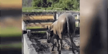 Лошадь купается в грязи. Взято из открытого источника