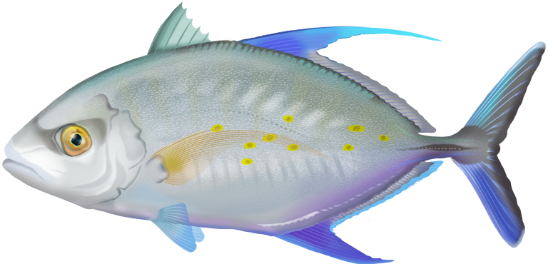 Carangoides Orthogrammus