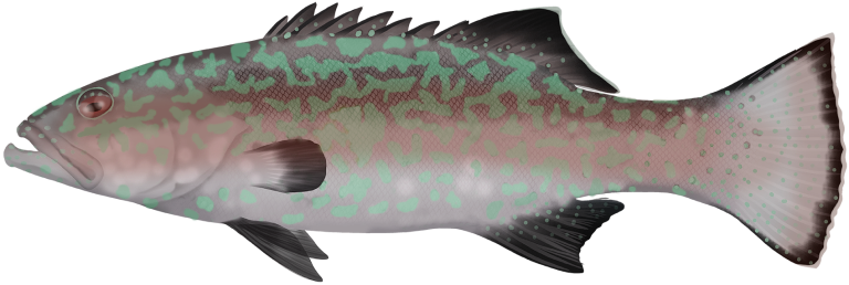 Plectropomus punctatus