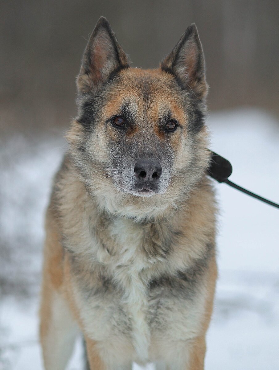Волк провел 6 лет дома. И снова вернулся в приют... | Kotavra Волонтер ...