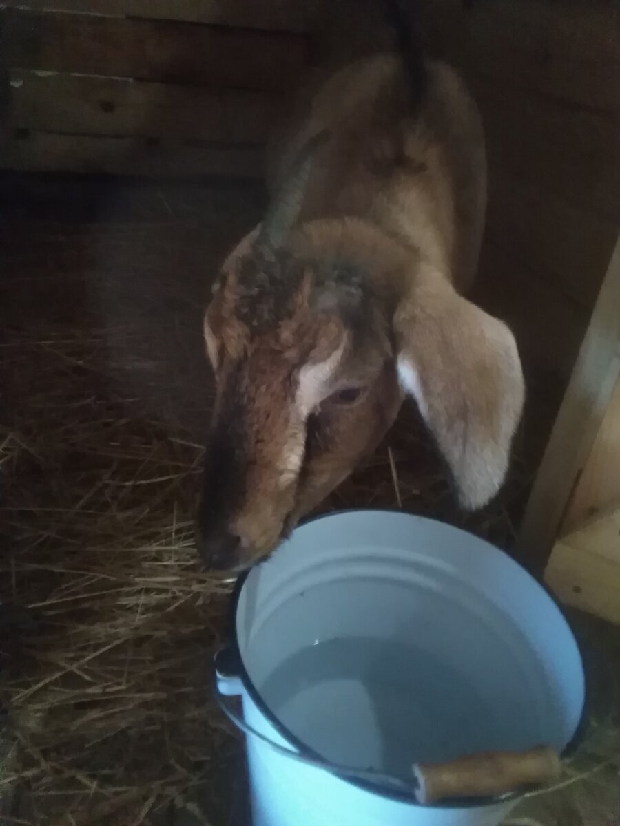 Фото автора. Буду, не буду, я ещё не  решила. 