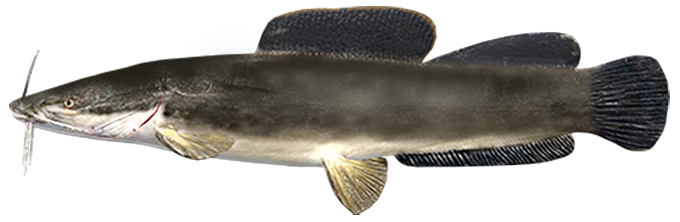 Heterobranchus longifilis