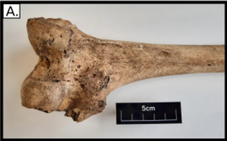   Iseult Jackson et al. / European Journal of Human Genetics, 2022