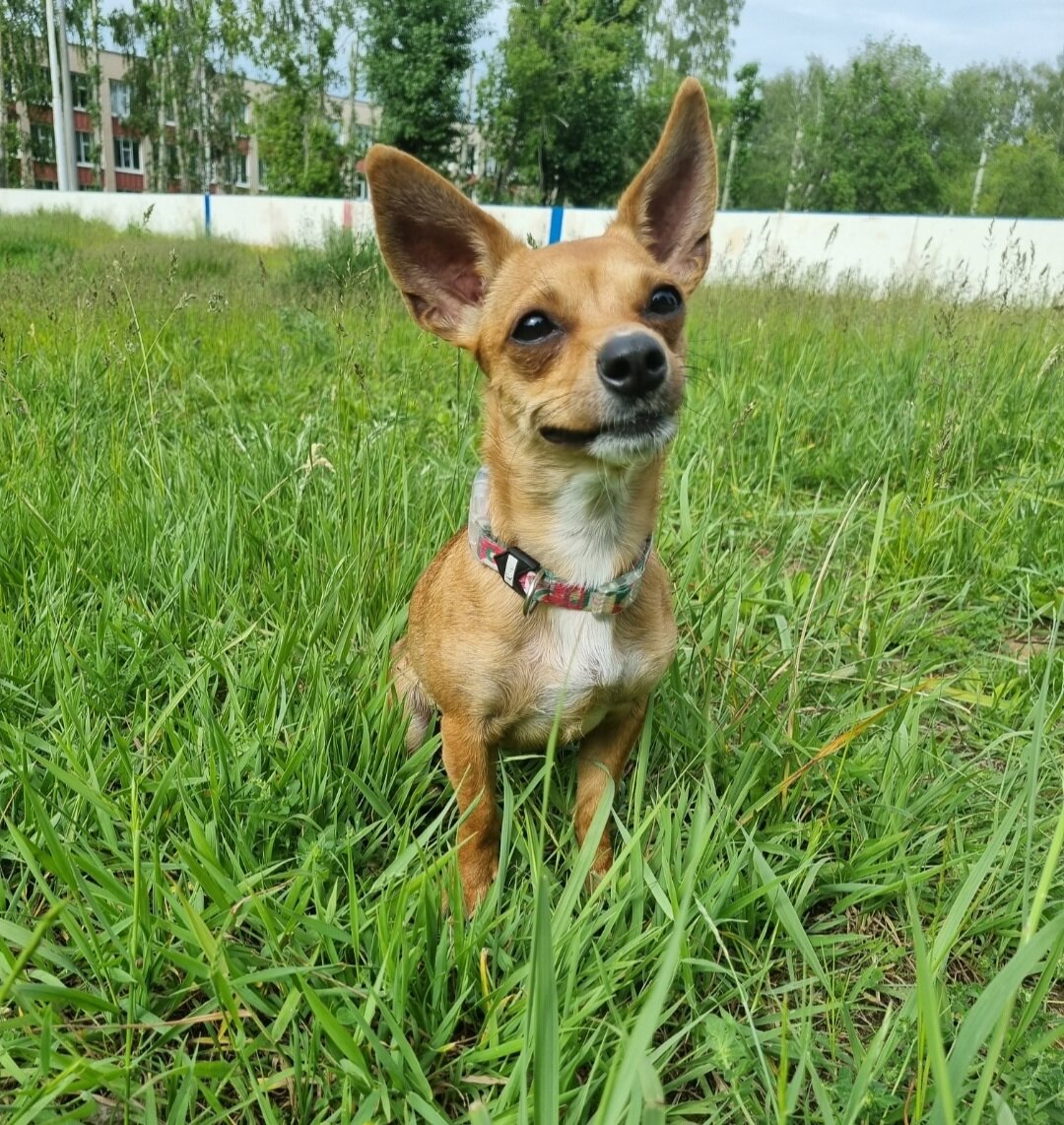 "Я не понимаю, что ты говоришь, НАЩАЛЬНИКА"