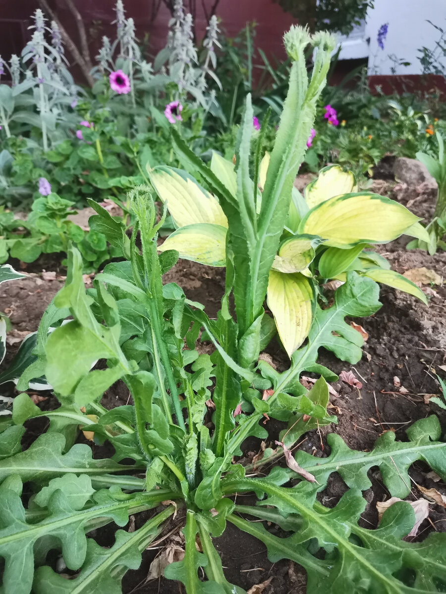 Посадила на рассаду 14 марта, такой она была 26 июня, все никак не зацветала