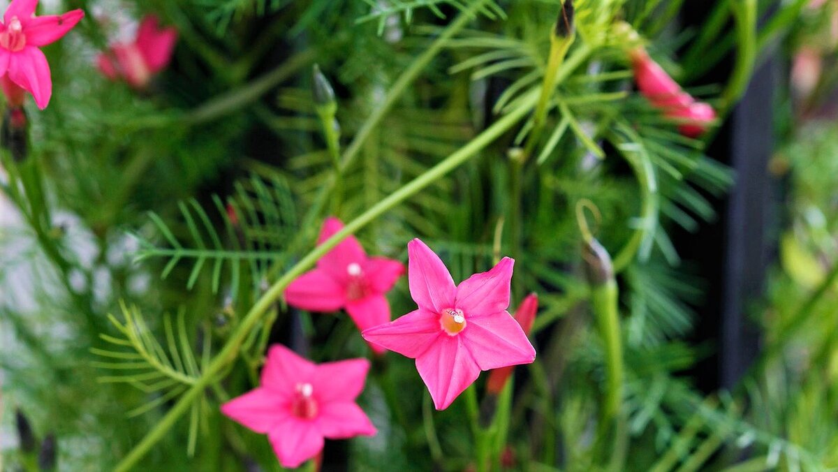 Эффектная садовая лиана для вертикального озеленения сада! | GardenLife |  Дзен