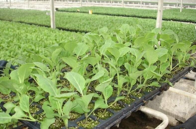 Выращивание рассады