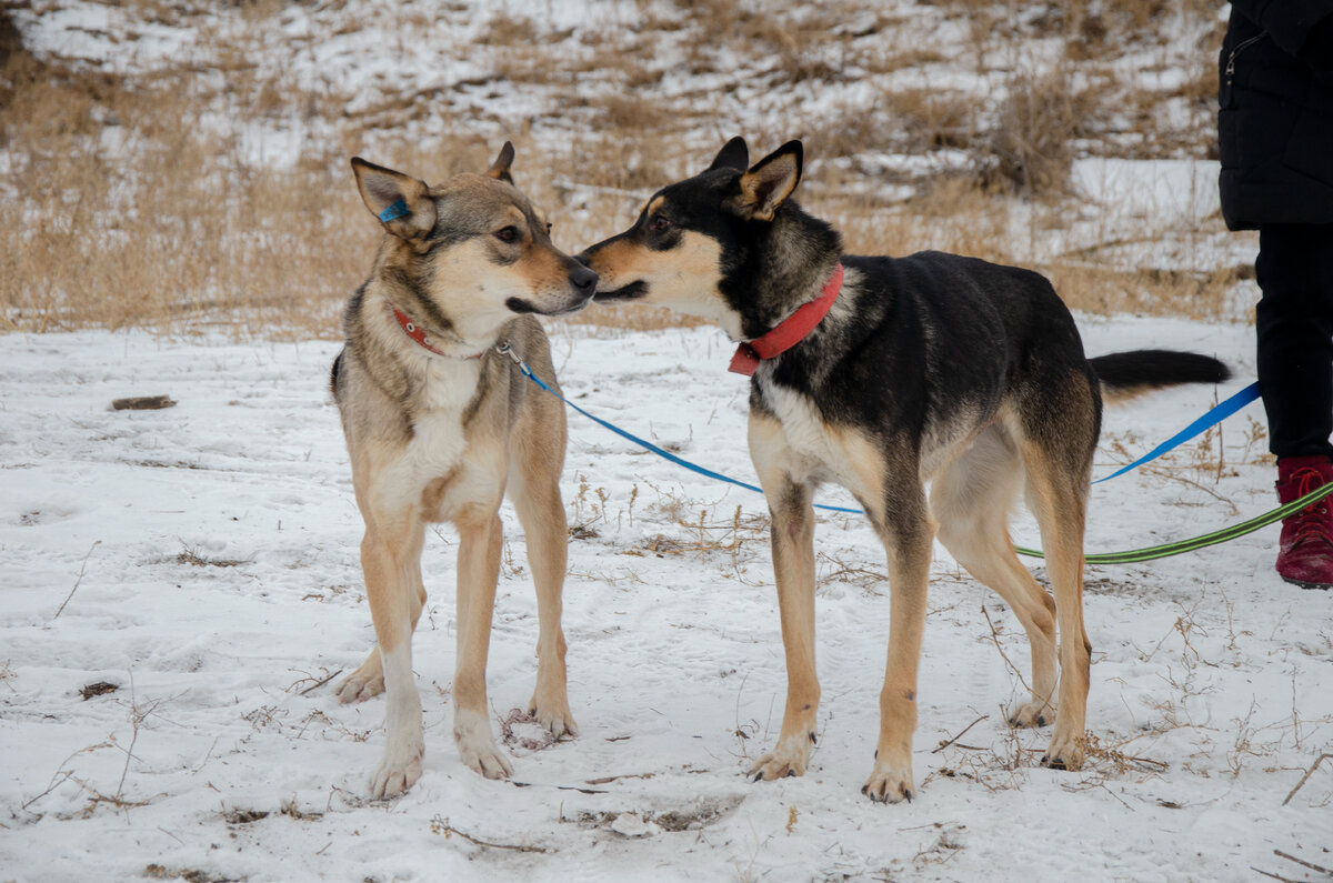 Моня и Боня, братик с сестричкой.