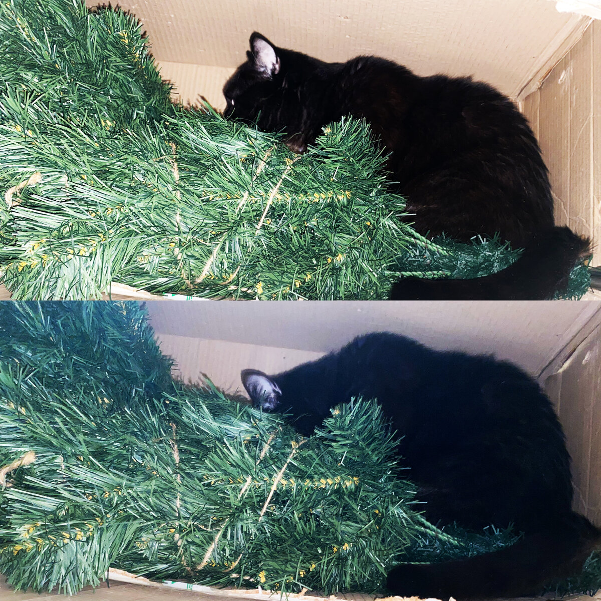Фото из личного архива: кот набросился на ёлку