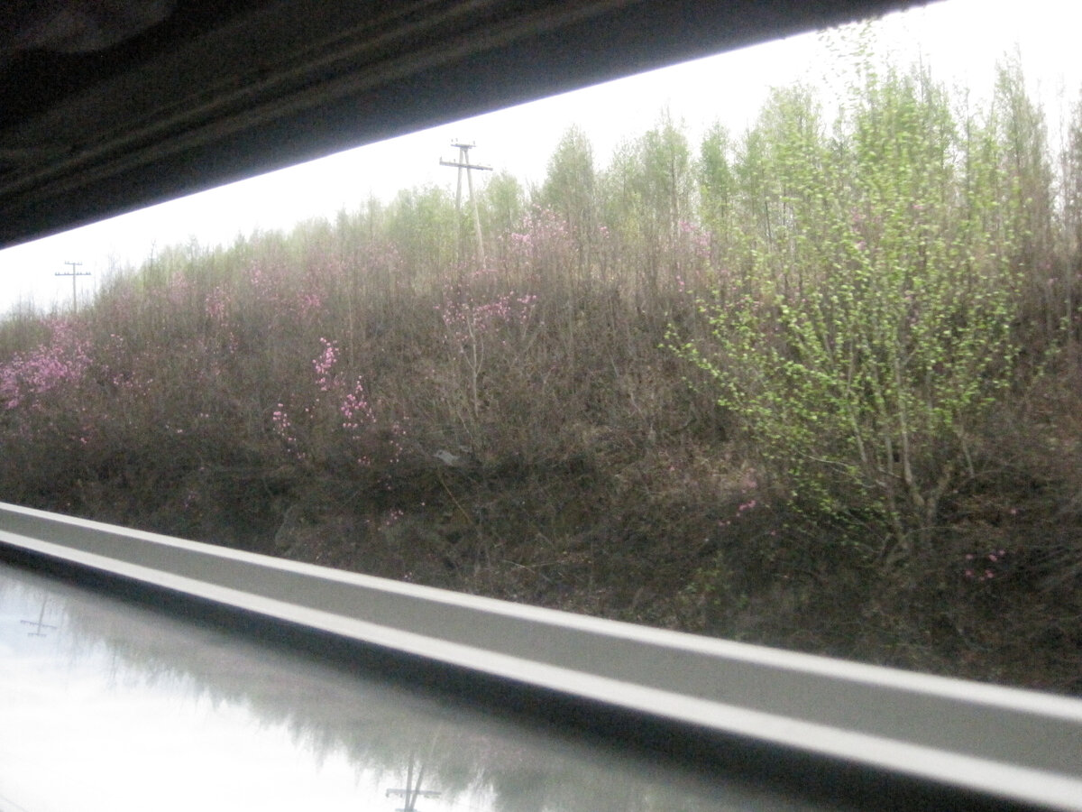 Багульник вдоль дороги. Менее ярко, но зато много