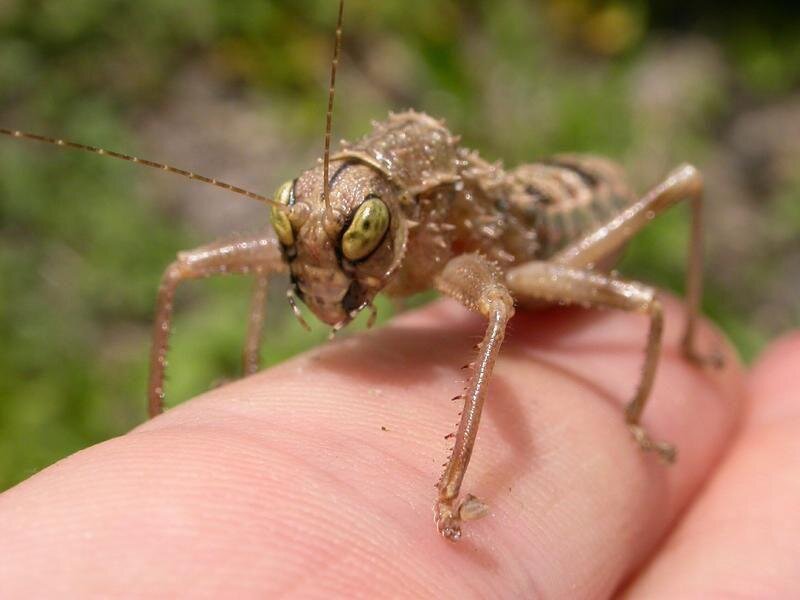 Мистер насекомое, отпустите меня, я не хочу умирать! 