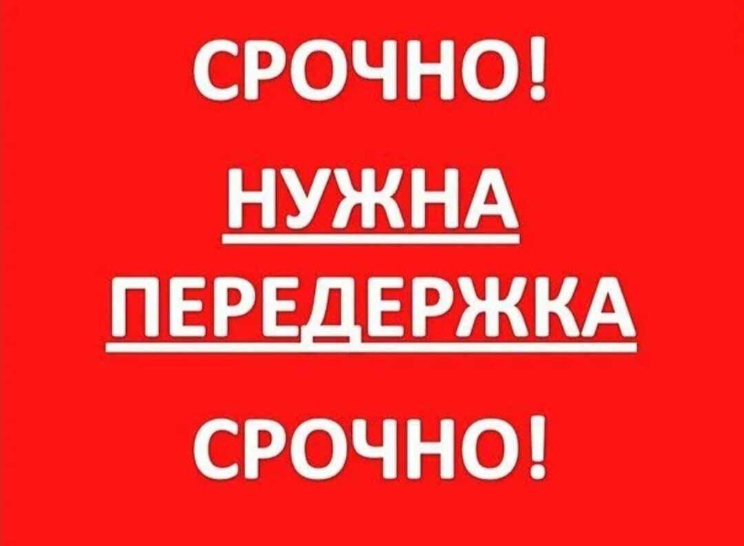 К нам поступило много новых малышей - нужна помощь с временной передержкой  | Мини ищут Дом | Дзен