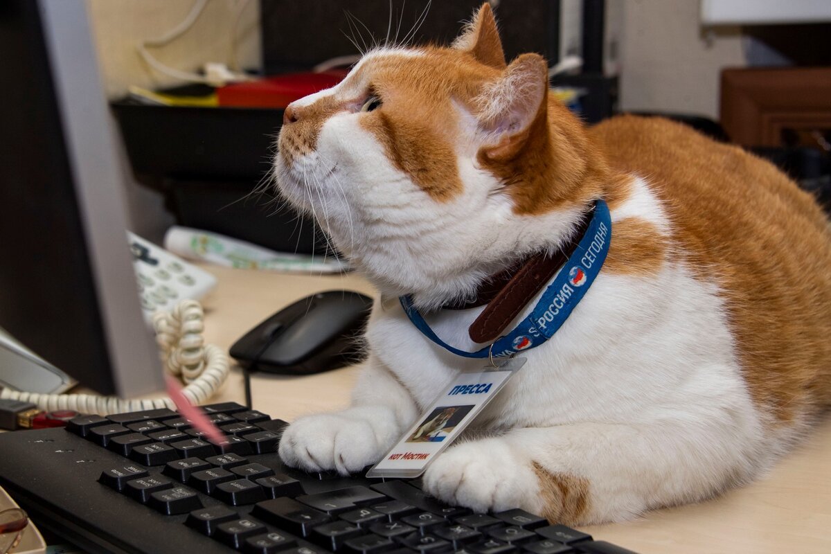 Если на меня упал кирпич, значит мне поручили написать длинный-длинный текст.  