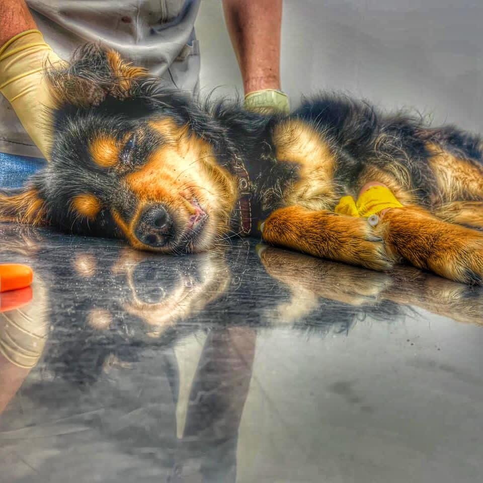 Собака на последнем волоске 