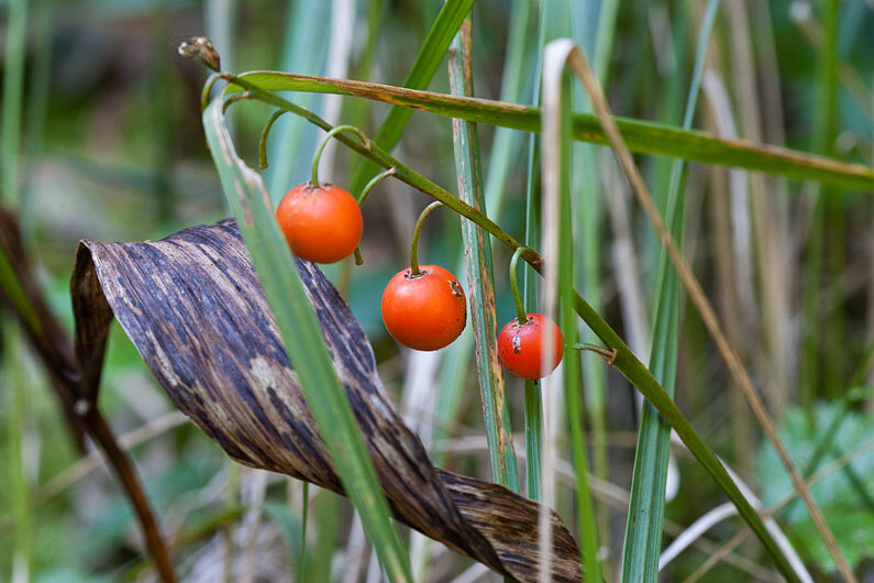 Ядовитый ягоды ландыша. 