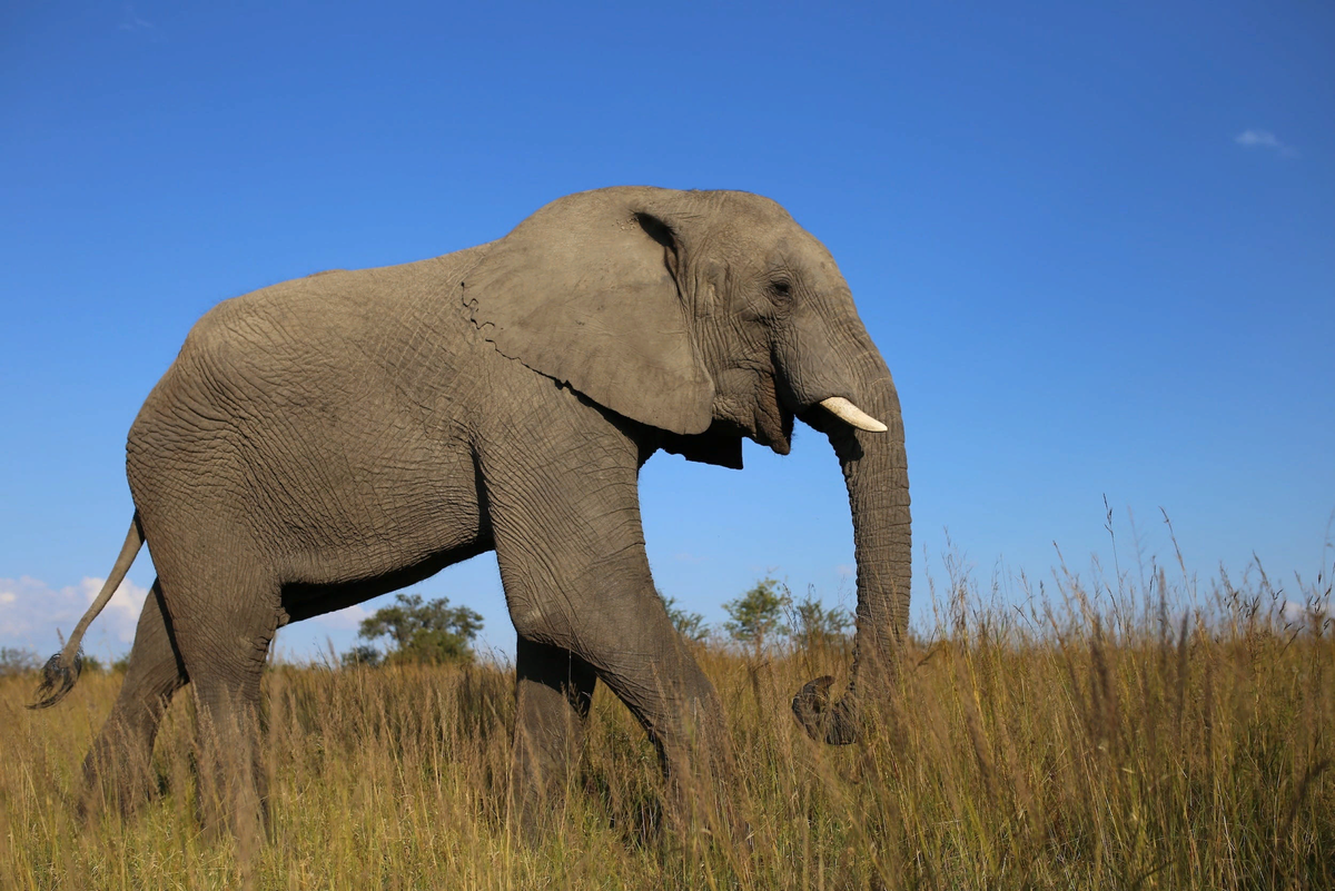 Самое крупное животное африки. Саванный Африканский слон Африки. Саванновый Африканский слон. Африканский кустарниковый слон. Африканский саванный слон и Африканский Лесной слон.
