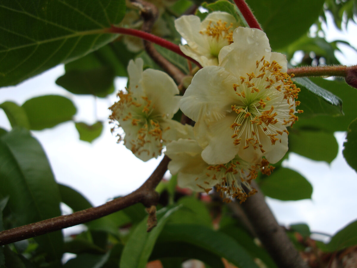 Это наш "мальчик", про которого мы думали, что "девочка".