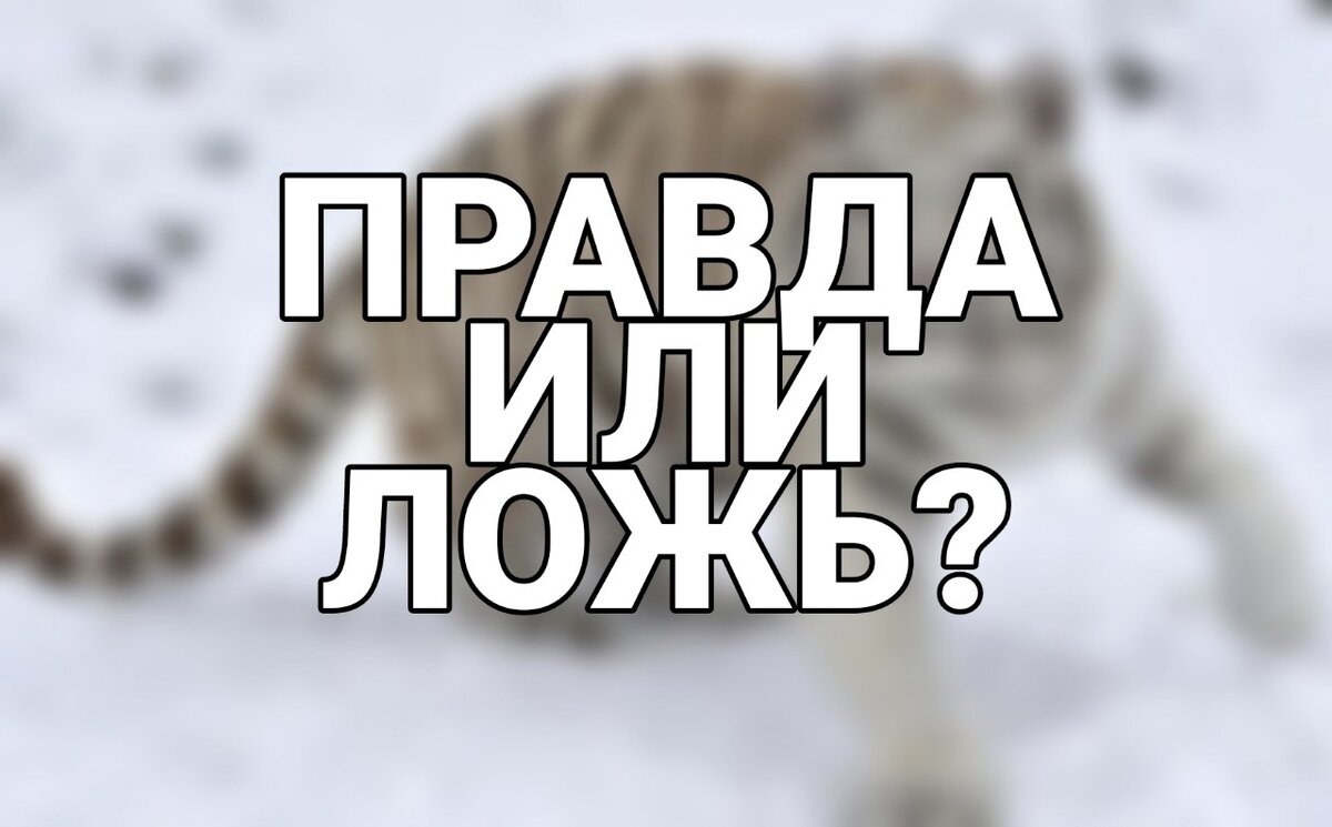 Тест: правда или ложь? Как хорошо ты знаешь животных из России | Дневник  зоолога | Дзен