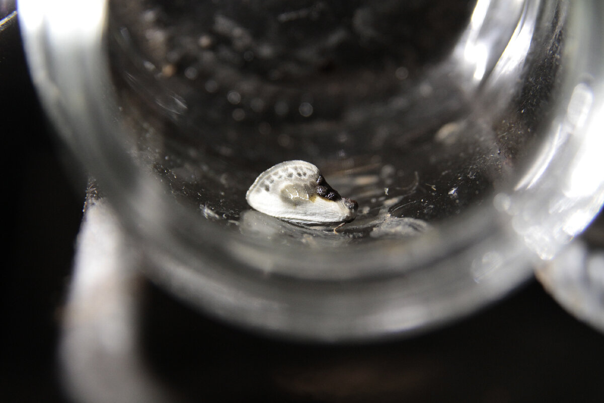 Тупокрылка белая (Cilix glaucata).