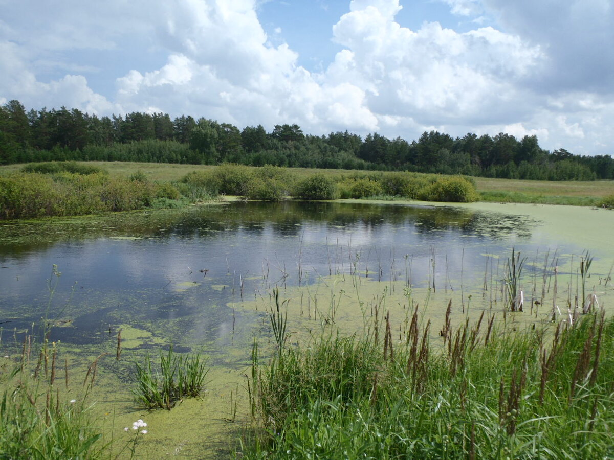 Типичный живописный водоем  Алтайского края