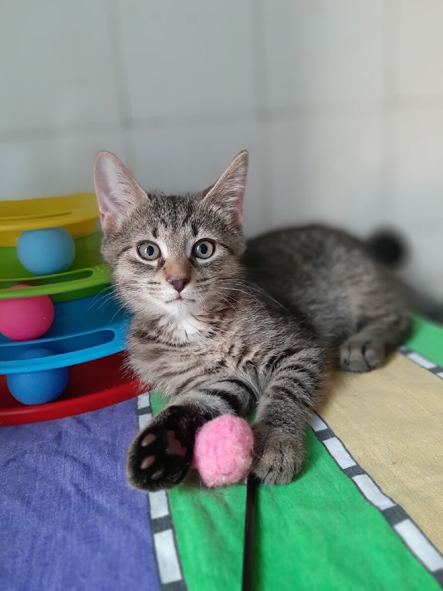 Малыш Джерри