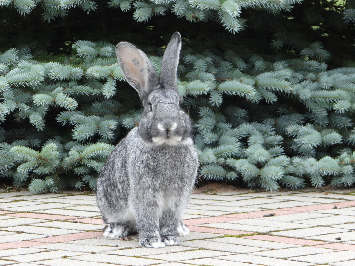 Кролик Большая Шиншилла