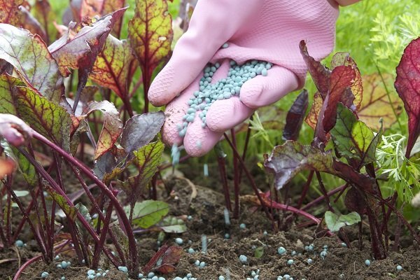 Летние подкормки свеклы: как получить обильный урожай осенью