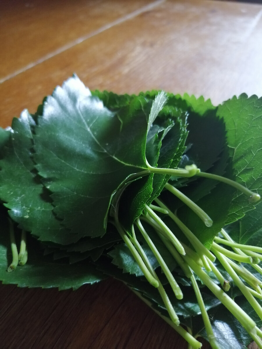 Собранные с дерева свежие листья чёрного тутовника.