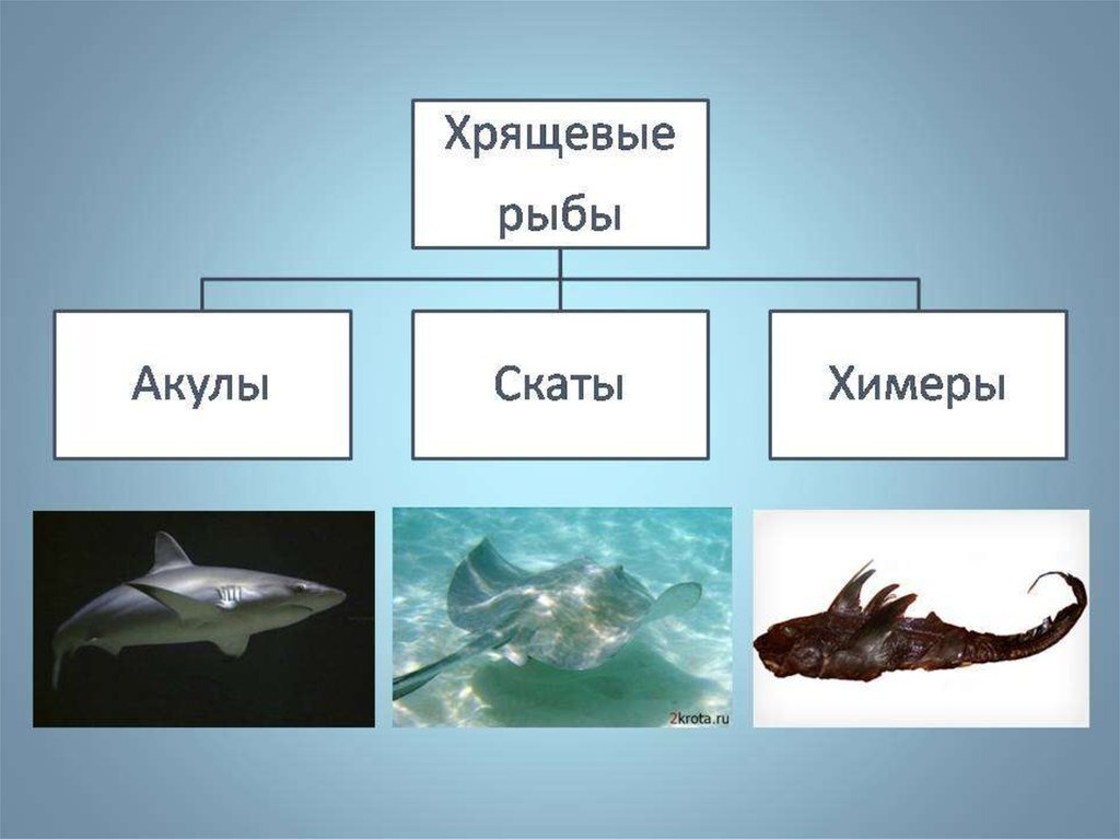 Хрящевые рыбы картинки