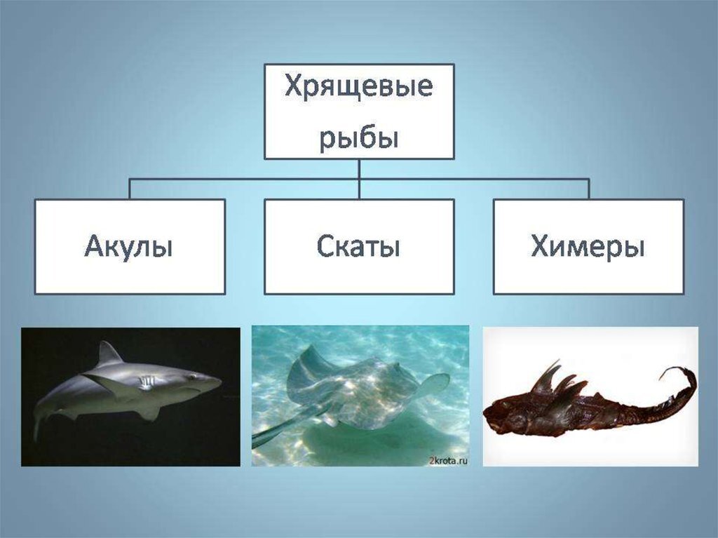 Класс хрящевые рыбы и класс костные рыбы презентация