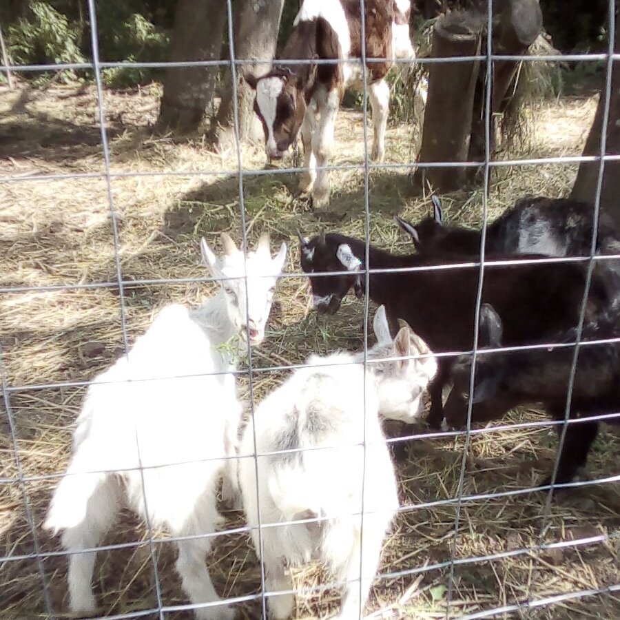 "Завтрак в "детском саду" фото из личного архива.