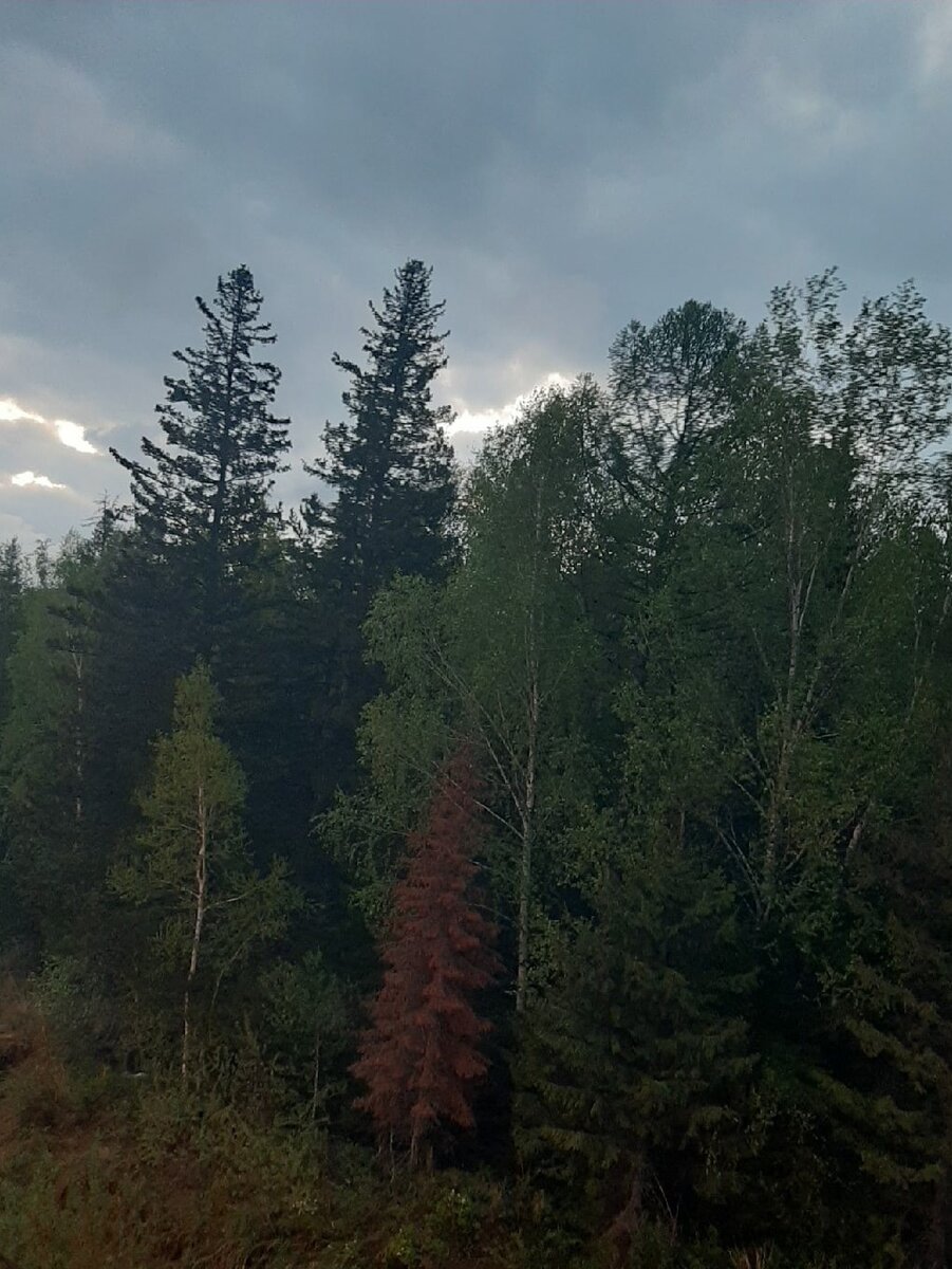 Холодное и пасмурное таёжное утро заставит бодро подняться любого заядлого засоню.