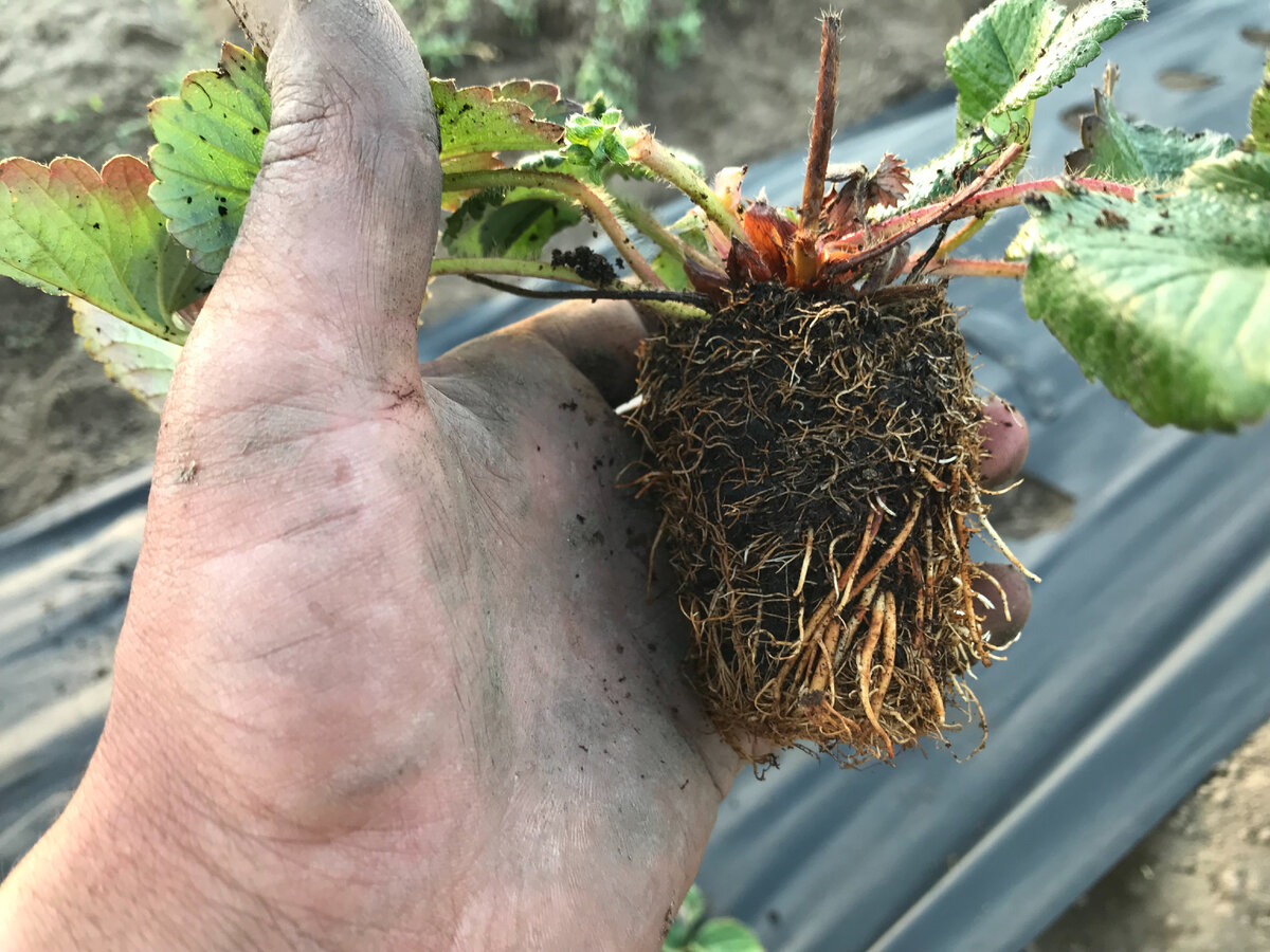 Сегодня поговорим о саженцах класса MiniTray что это такое?   MiniTray  - растения имеющие сформированную и развитую закрытую корневую систему и листовой аппарат.