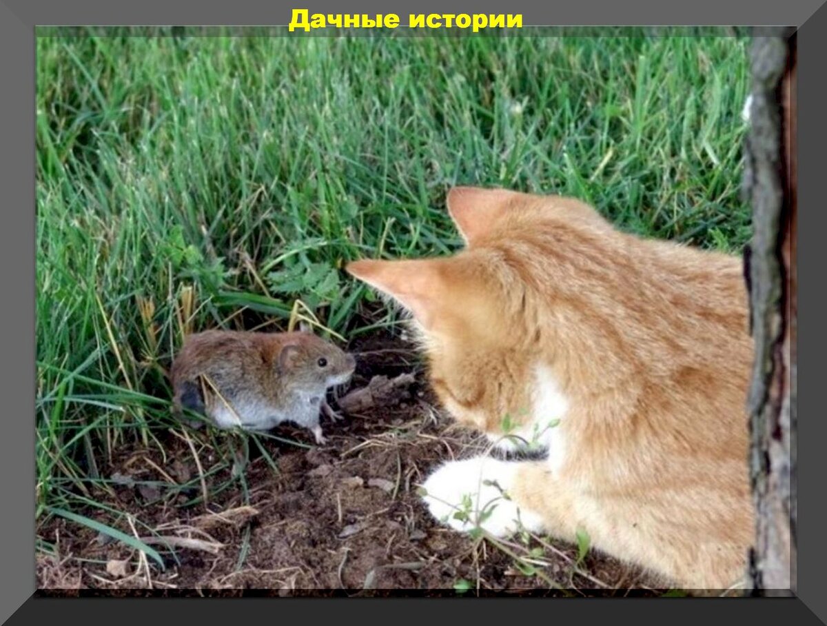https://vk.com/photo-159774511_457249210