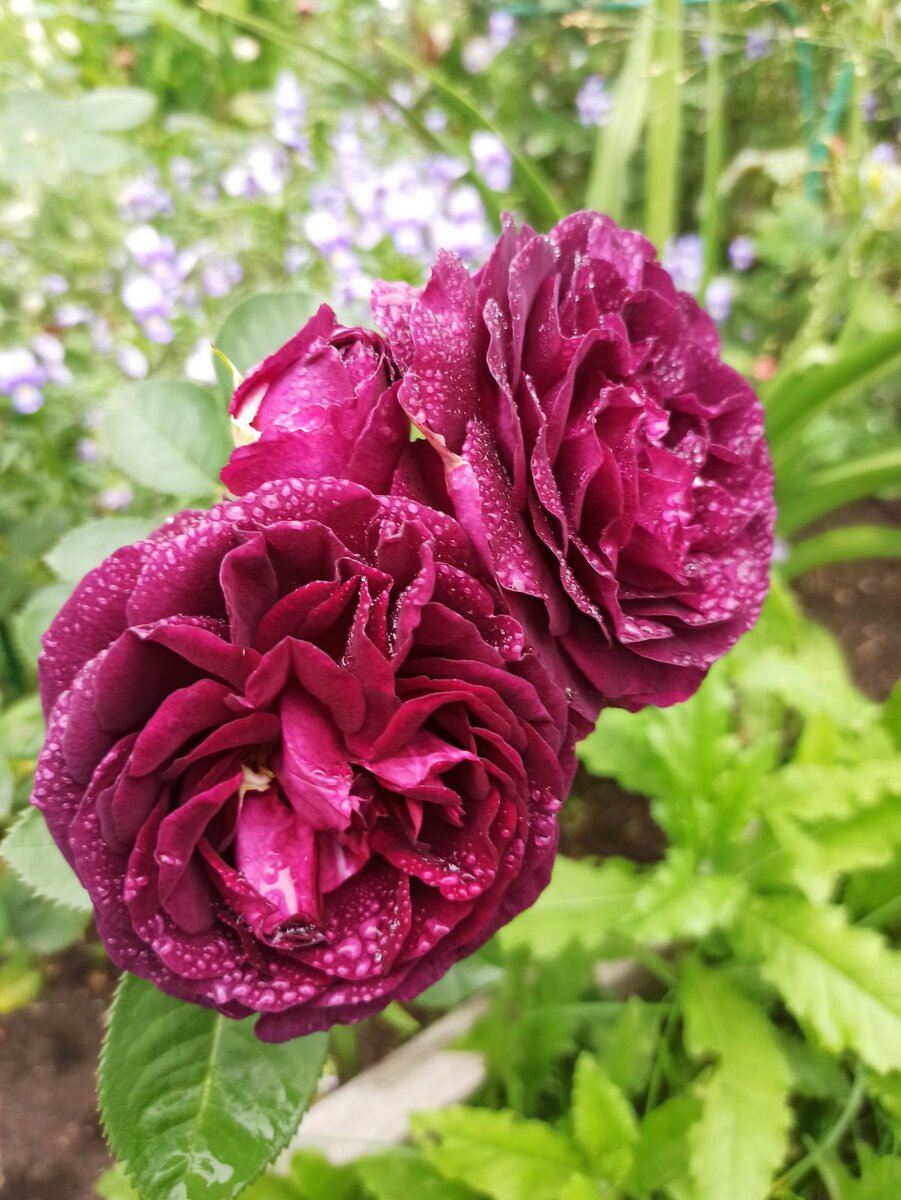 Twilight Zone (грандифлора). Фото "Розы Сибири"