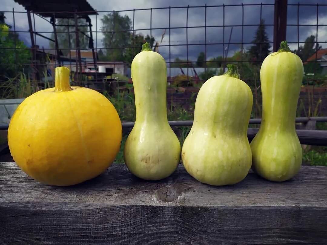 Фото из поиска Yandex.