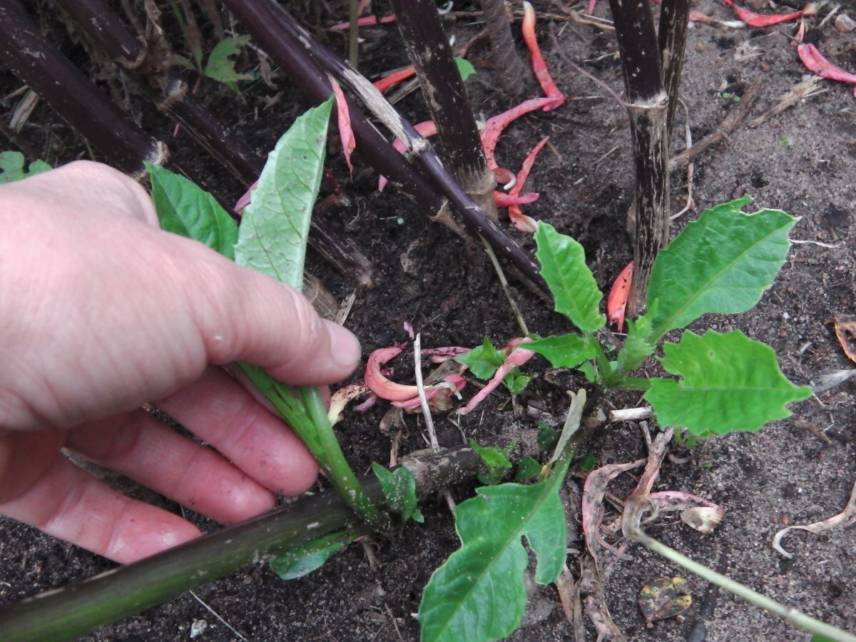 Удаляем у георгинов нецветущие боковые побеги. Фото автора 
