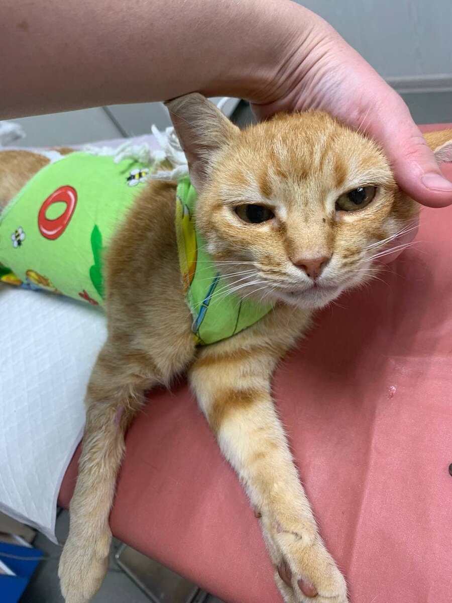 Кошка после стерилизации 