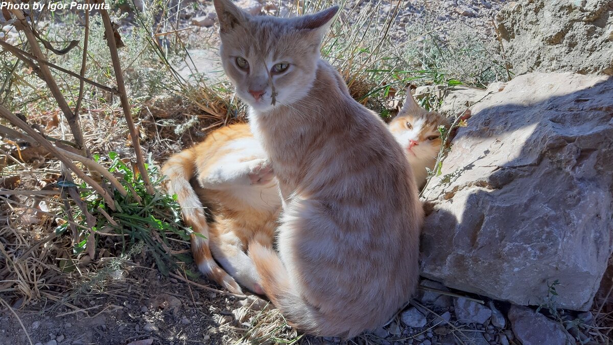 Очаровательные крымские кошки