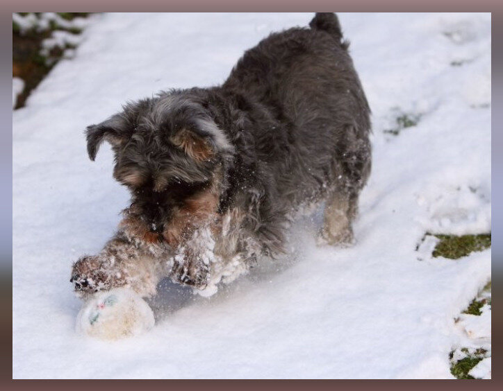 Животные отвлекают от одиночества