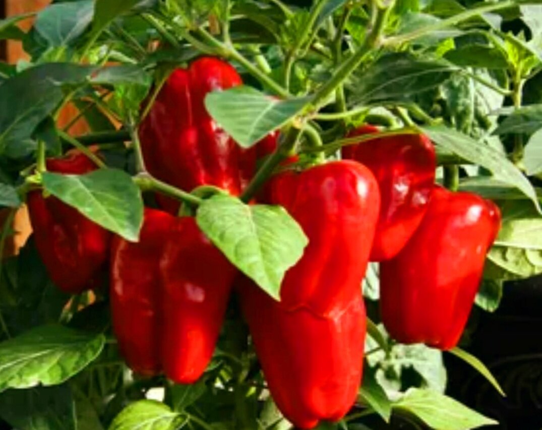 Сладкий перец растет в открытом грунте