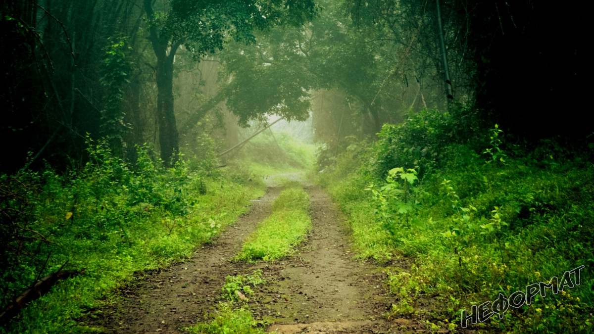 Живописный лес