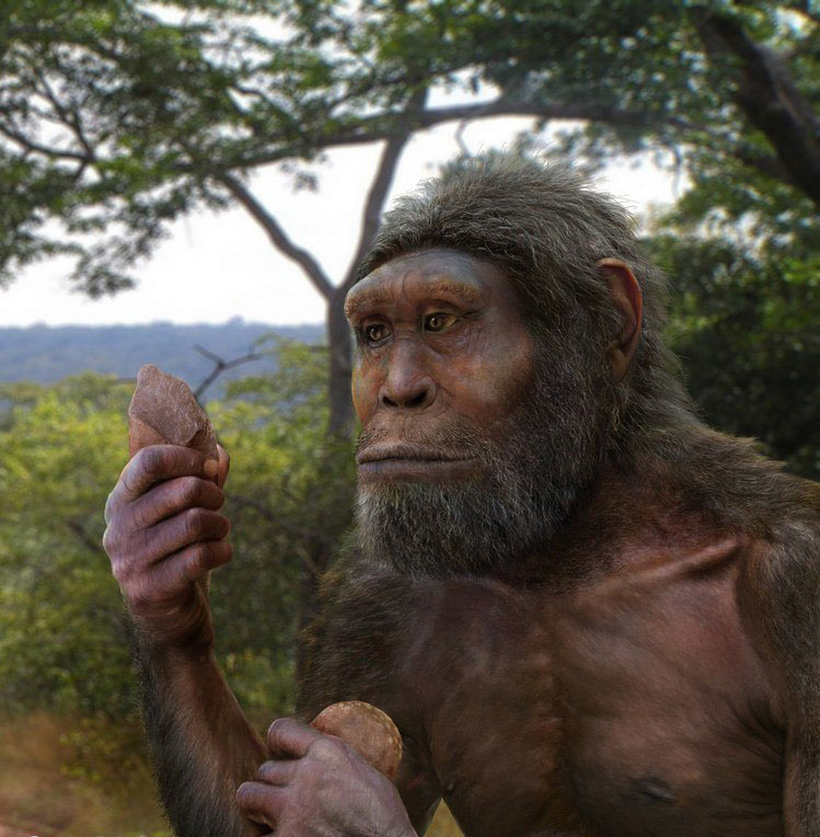 модель Homo Habilis