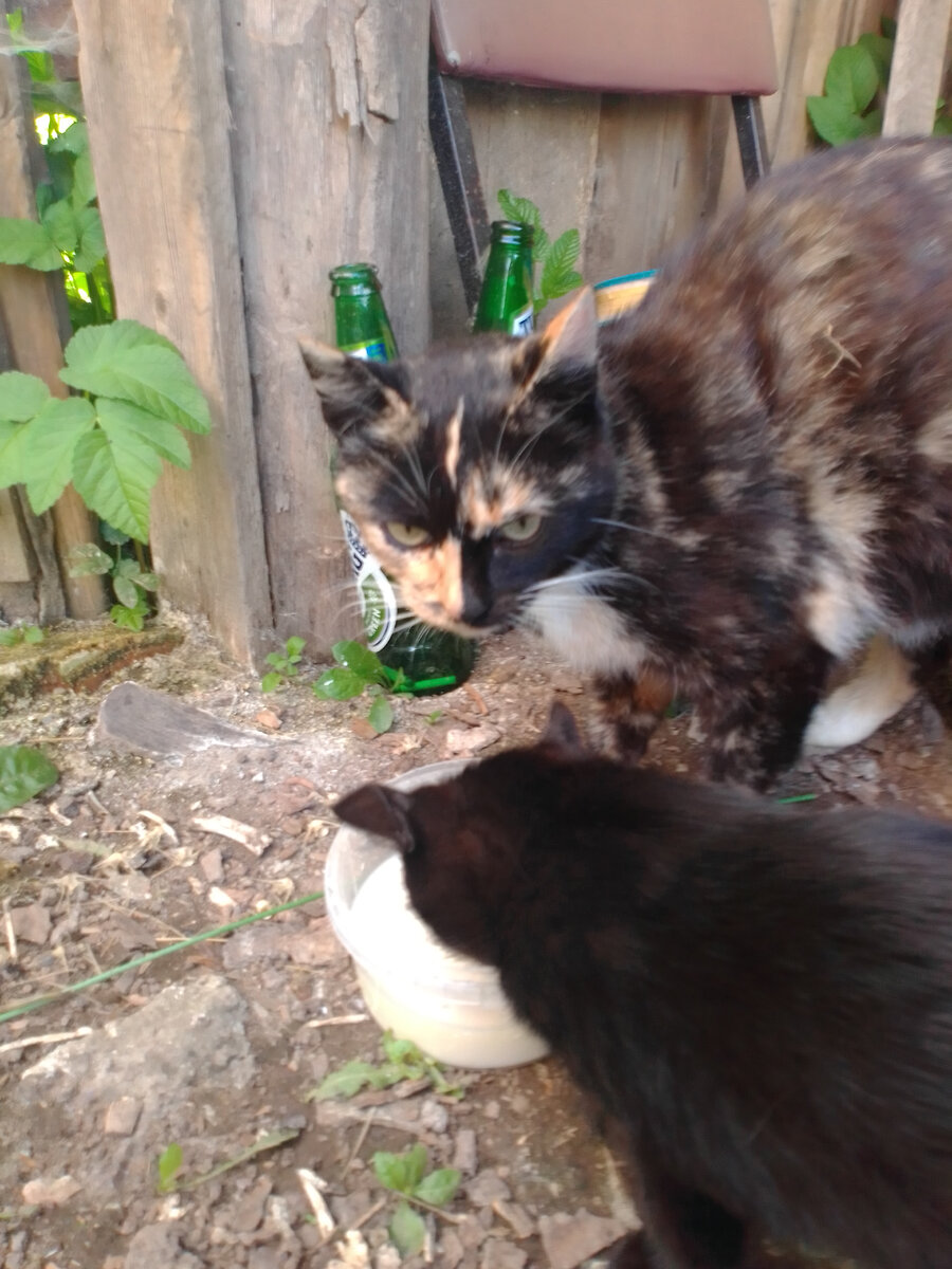 Пэгги и Кося. Косе здесь уже 5 месяцев, а Пэгги примерно полтора года, может чуть больше.