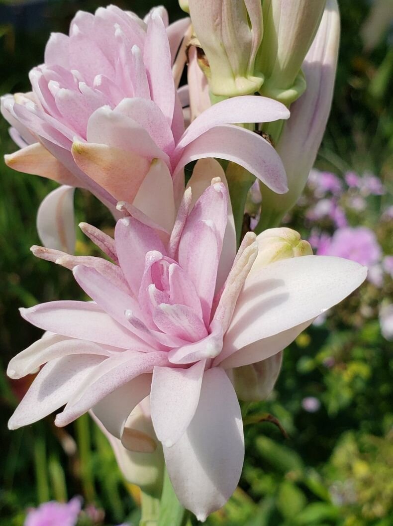 На фото - цветы туберозы