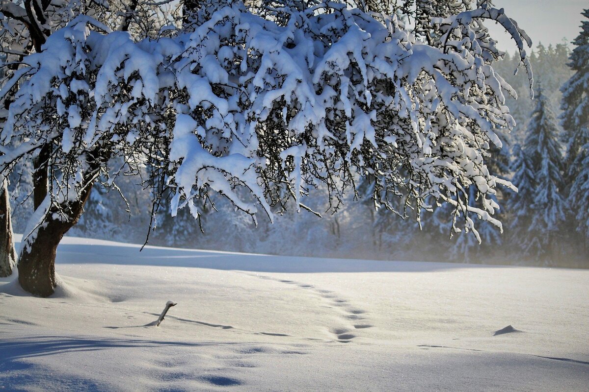 Федосеев день отмечается ежегодно 24 января. Фото: Pixabay 