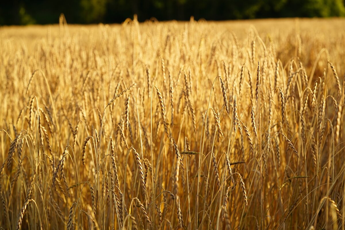 Отличные пшеничные. Полба в поле. Самая высокая пшеница. Поле полбы фото. Злаки обои.
