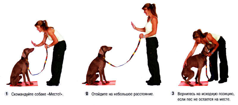 Основы правильной дрессировки щенка: советы и рекомендации