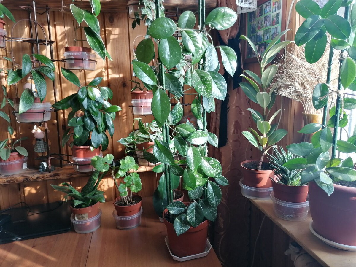 Мои домашние цветочки на даче. Фото автора.